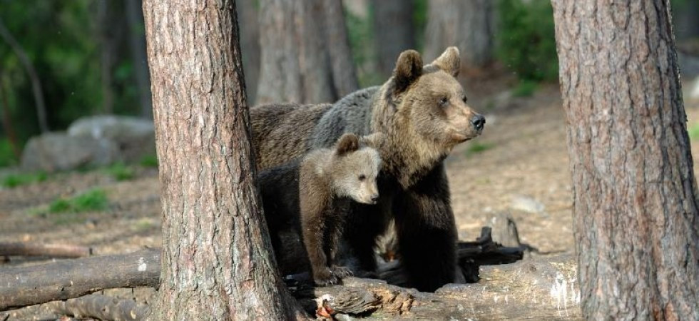 “Un altro orso investito in Trentino, chiediamo un accesso agli atti